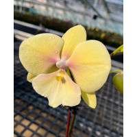 Хардкор мультфильм секс Қызықты топтық порно қандай?